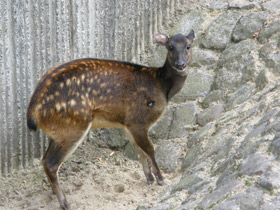 Фото Филиппинский пятнистый олень