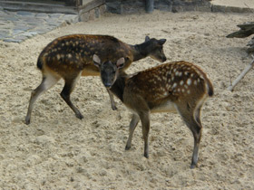 Фото Филиппинский пятнистый олень