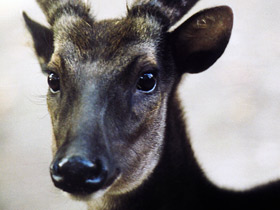 Фото Филиппинский пятнистый олень