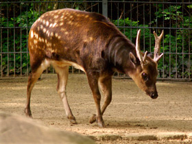 Фото Филиппинский пятнистый олень