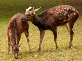 Фото Филиппинский пятнистый олень