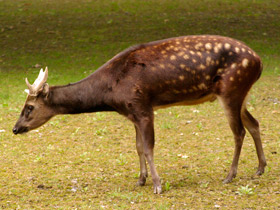 Фото Филиппинский пятнистый олень