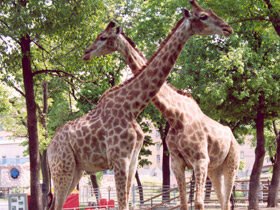 Смотреть фото Жираф Фото Жираф