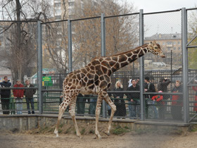 Смотреть фото Жираф Фото Жираф