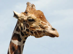 Смотреть фото Жираф Фото Жираф