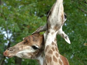 Смотреть фото Жираф Фото Жираф