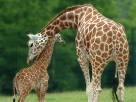 Смотреть фото Жираф Фото Жираф