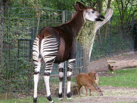 Смотреть фото Окапи Фото Окапи