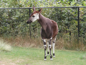 Смотреть фото Окапи Фото Окапи