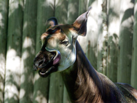 Смотреть фото Окапи Фото Окапи