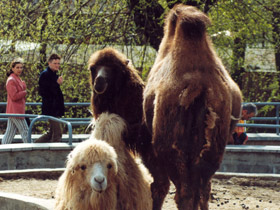 Смотреть фото Двугорбый верблюд Фото Двугорбый верблюд