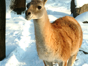 Смотреть фото Гуанако Фото Гуанако