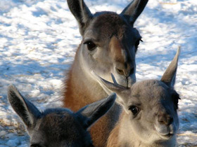 Смотреть фото Гуанако Фото Гуанако