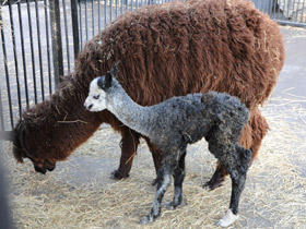 Смотреть фото Альпака Фото Альпака