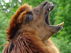 Смотреть фото Альпака Фото Альпака