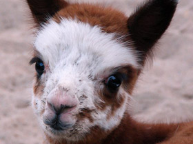 Смотреть фото Альпака Фото Альпака