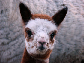 Смотреть фото Альпака Фото Альпака