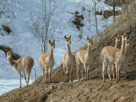 Смотреть фото Викунья Фото Викунья