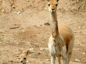 Смотреть фото Викунья Фото Викунья
