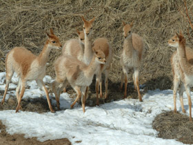 Смотреть фото Викунья Фото Викунья