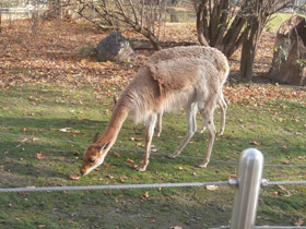 Смотреть фото Викунья Фото Викунья