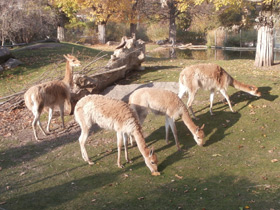 Смотреть фото Викунья Фото Викунья