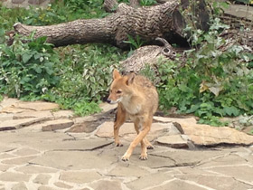 Смотреть фото Обыкновенный шакал Фото Обыкновенный шакал