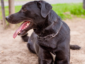 Смотреть фото Собака и малыш. Какую породу лучше выбрать? Фото Собака и малыш. Какую породу лучше выбрать?