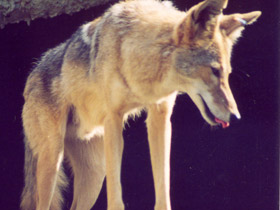 Смотреть фото Койот Фото Койот