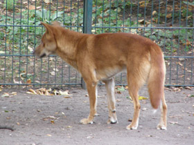 Смотреть фото Динго Фото Динго