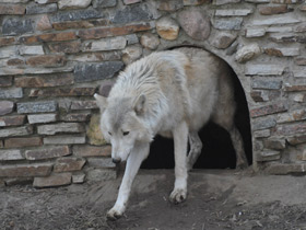Смотреть фото Волк Фото Волк