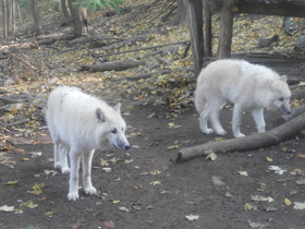 Смотреть фото Полярный волк Фото Полярный волк