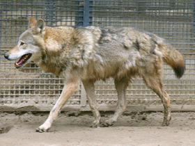 Смотреть фото Волк Фото Волк