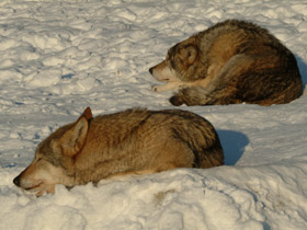 Смотреть фото Волк Фото Волк