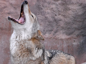 Смотреть фото Волк Фото Волк