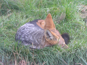 Смотреть фото Чепрачный шакал Фото Чепрачный шакал