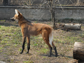 Фото Гривистый волк