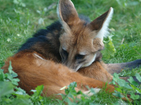 Фото Гривистый волк