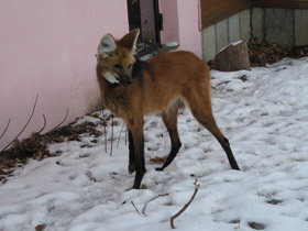 Фото Гривистый волк