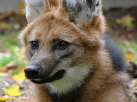Смотреть фото Гривистый волк Фото Гривистый волк