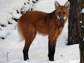 Фото Гривистый волк