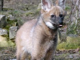 Фото Гривистый волк