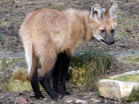 Фото Гривистый волк