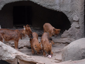 Смотреть фото Красный волк Фото Красный волк