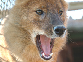 Смотреть фото Красный волк Фото Красный волк