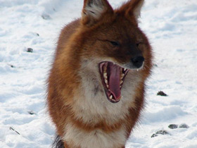 Смотреть фото Красный волк Фото Красный волк