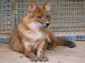 Смотреть фото Красный волк Фото Красный волк