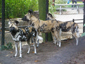 Смотреть фото Гиеновая собака Фото Гиеновая собака