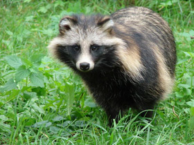 Смотреть фото Енотовидная собака Фото Енотовидная собака