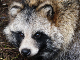 Смотреть фото Енотовидная собака Фото Енотовидная собака